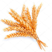 Гидролизованные протеины пшеницы (Протелан ID/G L)